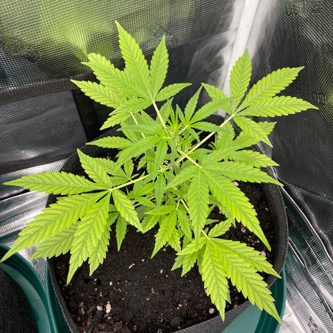 Bruce Banner Auto growlog timeline photo