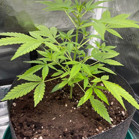 Bruce Banner Auto growlog timeline photo