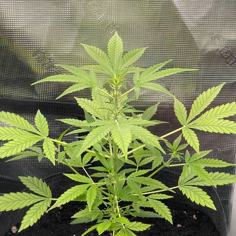 Bruce Banner Auto growlog timeline photo