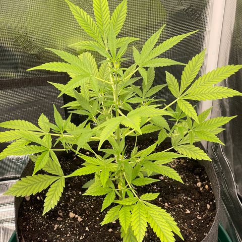 Bruce Banner Auto growlog timeline photo