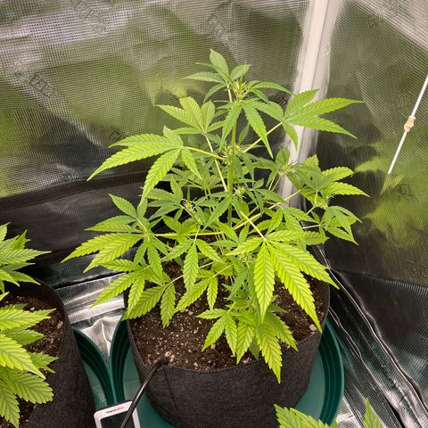 Bruce Banner Auto growlog timeline photo