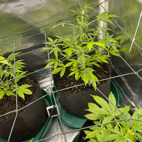 Bruce Banner Auto growlog timeline photo