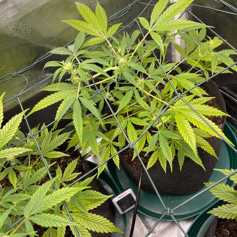 Bruce Banner Auto growlog timeline photo