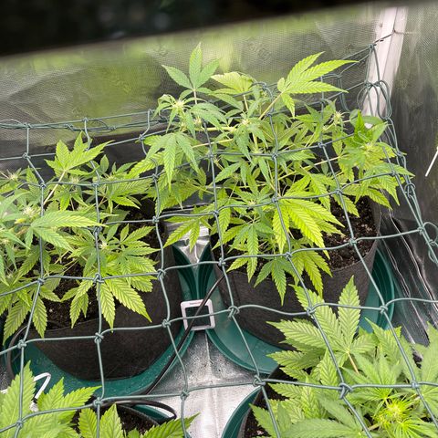 Bruce Banner Auto growlog timeline photo