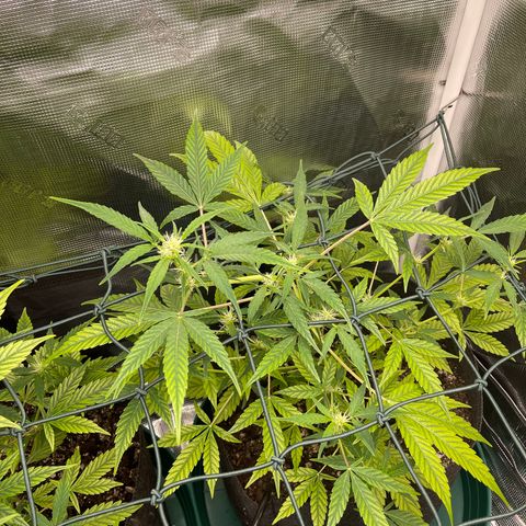 Bruce Banner Auto growlog timeline photo