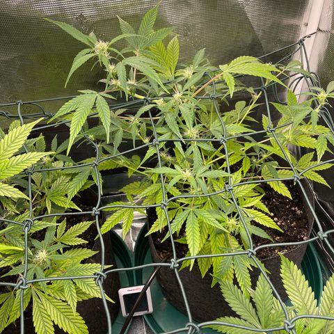 Bruce Banner Auto growlog timeline photo