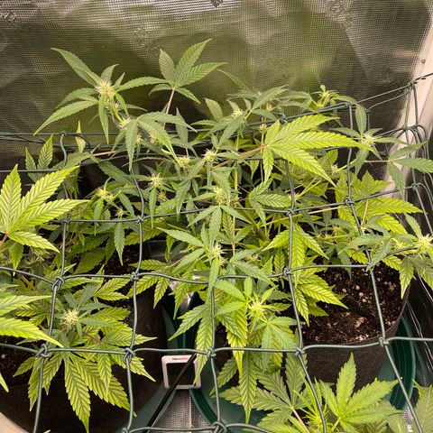 Bruce Banner Auto growlog timeline photo