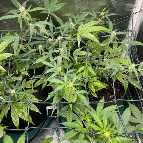 Bruce Banner Auto growlog timeline photo