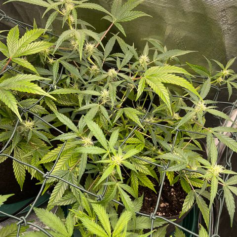 Bruce Banner Auto growlog timeline photo
