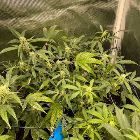 Bruce Banner Auto growlog timeline photo
