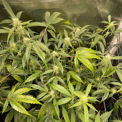 Bruce Banner Auto growlog timeline photo