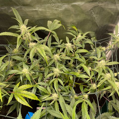 Bruce Banner Auto growlog timeline photo