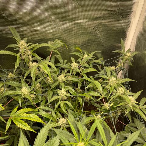 Bruce Banner Auto growlog timeline photo
