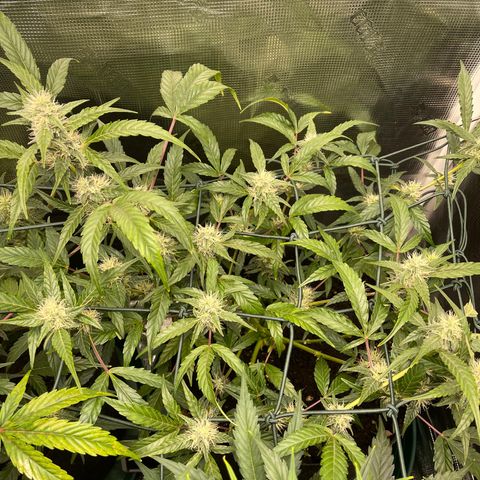 Bruce Banner Auto growlog timeline photo