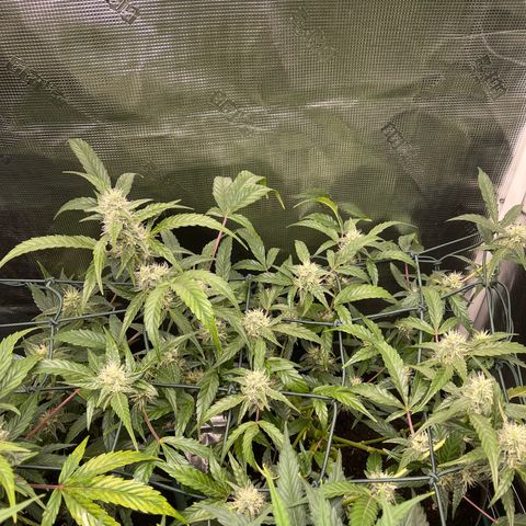 Bruce Banner Auto growlog timeline photo