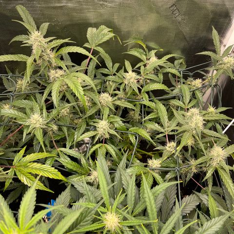 Bruce Banner Auto growlog timeline photo
