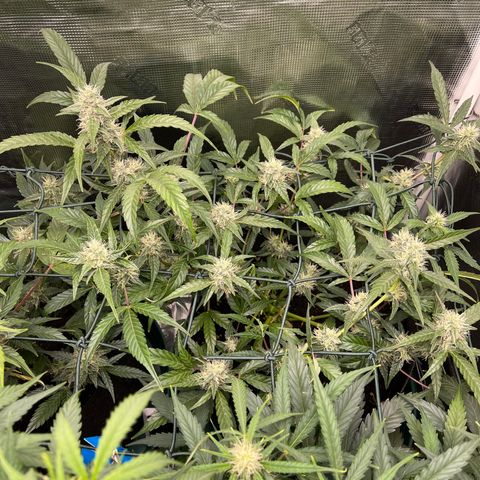 Bruce Banner Auto growlog timeline photo