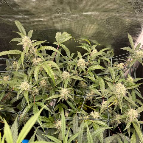 Bruce Banner Auto growlog timeline photo