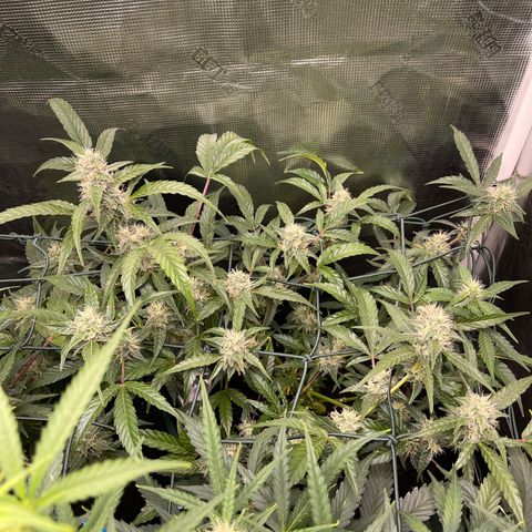 Bruce Banner Auto growlog timeline photo