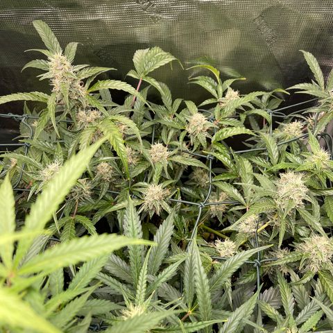 Bruce Banner Auto growlog timeline photo