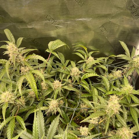 Bruce Banner Auto growlog timeline photo