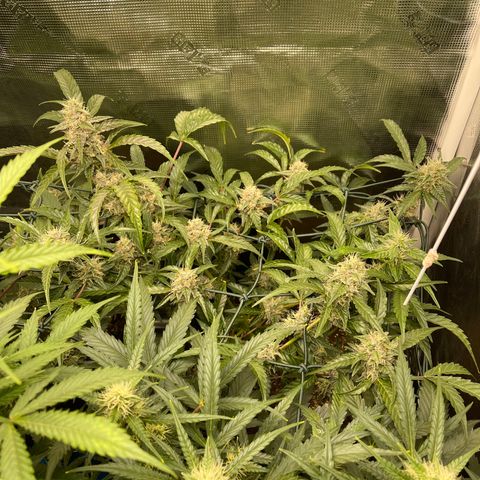 Bruce Banner Auto growlog timeline photo
