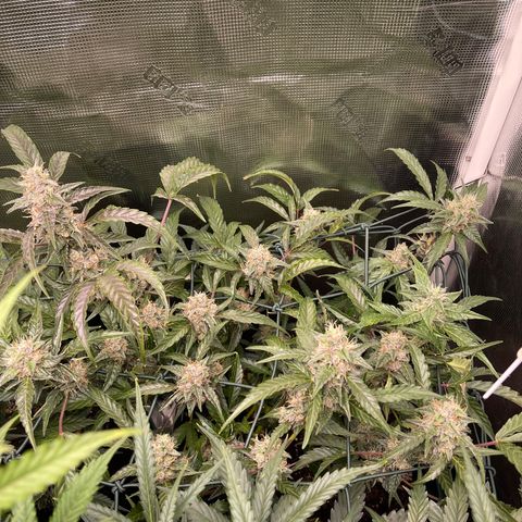 Bruce Banner Auto growlog timeline photo