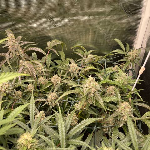 Bruce Banner Auto growlog timeline photo
