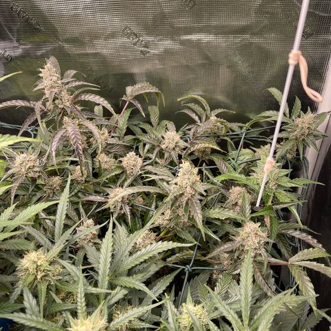 Bruce Banner Auto growlog timeline photo