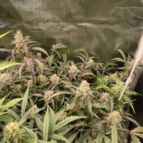 Bruce Banner Auto growlog timeline photo
