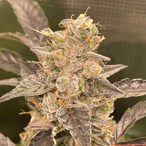 Bruce Banner Auto growlog timeline photo