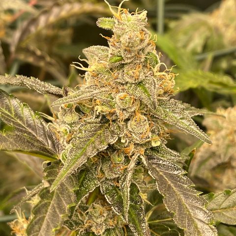 Bruce Banner Auto growlog timeline photo