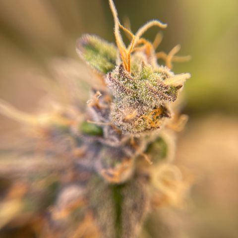 Bruce Banner Auto growlog timeline photo
