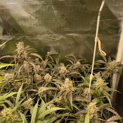 Bruce Banner Auto growlog timeline photo