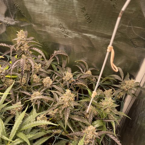Bruce Banner Auto growlog timeline photo
