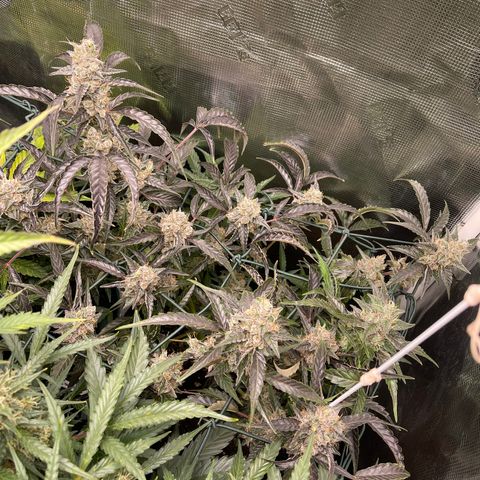 Bruce Banner Auto growlog timeline photo