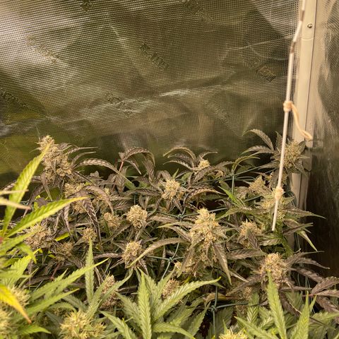 Bruce Banner Auto growlog timeline photo