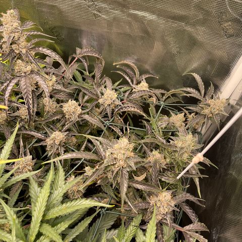 Bruce Banner Auto growlog timeline photo