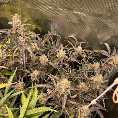 Bruce Banner Auto growlog timeline photo