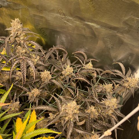 Bruce Banner Auto growlog timeline photo