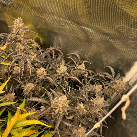 Bruce Banner Auto growlog timeline photo