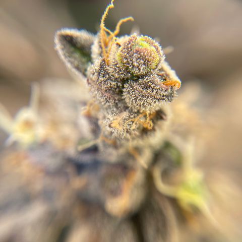 Bruce Banner Auto growlog timeline photo