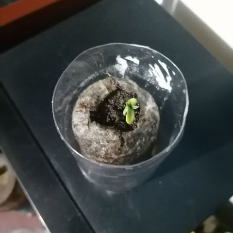 Chalupas "GuayllaKañamu" CBD 1 - Cannabonsai growlog photo: Nuevo riego
No efecto invernadero 