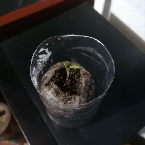 Chalupas "GuayllaKañamu" CBD 1 - Cannabonsai growlog photo: Nuevo riego
No efecto invernadero 