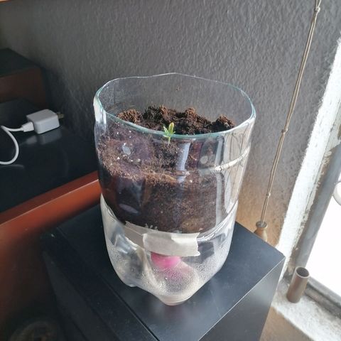 Chalupas "GuayllaKañamu" CBD 1 - Cannabonsai growlog photo: Cambio maceta. 
Experimento autoriego.
Perlita fondo.
Tierra negra medio.
Sustrato mix coco, tundra, piedrita.