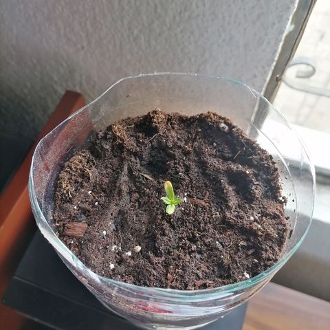 Chalupas "GuayllaKañamu" CBD 1 - Cannabonsai growlog photo: Cambio maceta. 
Experimento autoriego.
Perlita fondo.
Tierra negra medio.
Sustrato mix coco, tundra, piedrita.