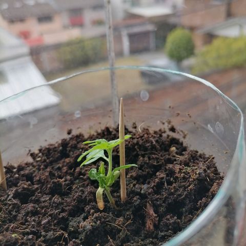 Chalupas "GuayllaKañamu" CBD 1 - Cannabonsai growlog photo: Empieza a ser plántula.
Recuperada de hongo, durante germinación.