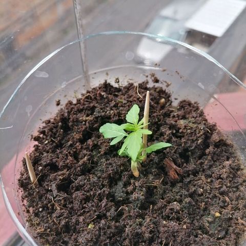 Chalupas "GuayllaKañamu" CBD 1 - Cannabonsai growlog photo: Empieza a ser plántula.
Recuperada de hongo, durante germinación.