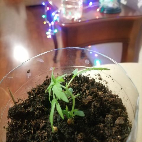 Chalupas "GuayllaKañamu" CBD 1 - Cannabonsai growlog photo: Empieza a crecer más la plantula.