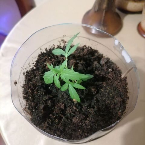 Chalupas "GuayllaKañamu" CBD 1 - Cannabonsai growlog photo: Empieza a crecer más la plantula.